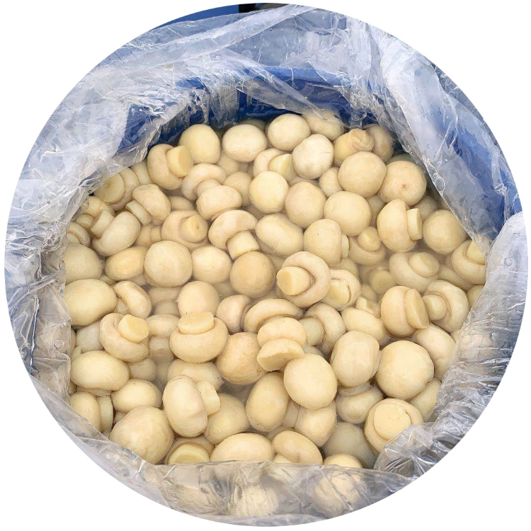 Canned Champignon Mushroom, Button Mushroom Whole in Drum Supplier